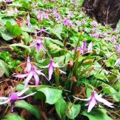 佐野市 万葉自然公園 かたくりの里