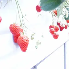 愛成ベリー