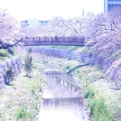 山崎川四季の道
