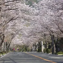 逗子ハイランド桜並木