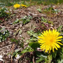 大森海苔のふるさと館