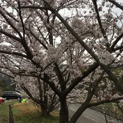 種松山