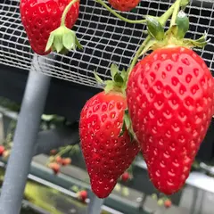 いちご狩り らいおん果実園