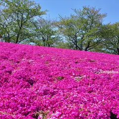 新荒川大橋野球場