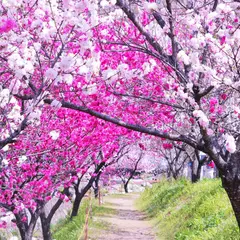 昼神温泉朝市