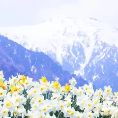 光前寺前のスイセン