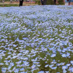 Flower village 花夢の里