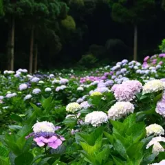 千光寺