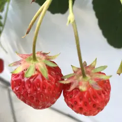 ベリーズファーム・ハセガワ