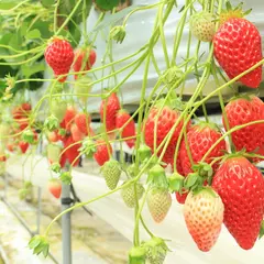 諏訪湖いちご園
