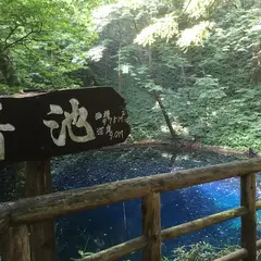 十二湖のブナ