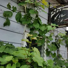 メルシー