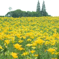 ダイナランド