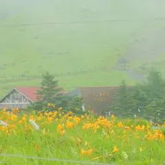 車山高原のニッコウキスゲ