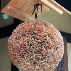 飛騨地酒蔵 本店