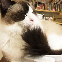 猫喫茶 空陸家 下北沢店