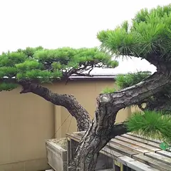 蔓青園