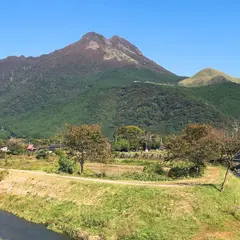 百合