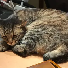 猫の居る休憩所299