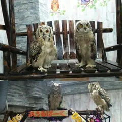 ふくろうカフェ池袋 あうるぱーく （owlcafe）