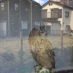ふくろう茶房