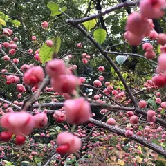 お鷹の道・真姿の池湧水群