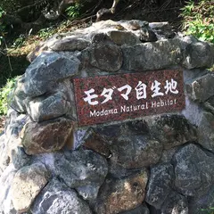 モダマの郷
