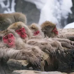 地獄谷野猿公苑