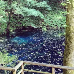 白神山地