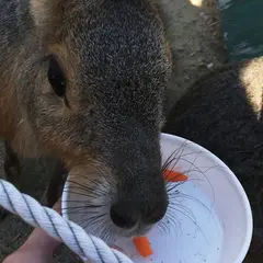 愛知牧場