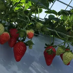 ストロベリーノ下田