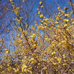 府中市郷土の森博物館の蝋梅