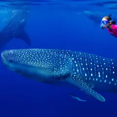 オスロブ