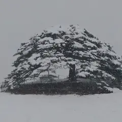 池尻の唐傘松