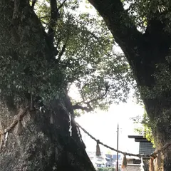 尾鷲神社の大クス