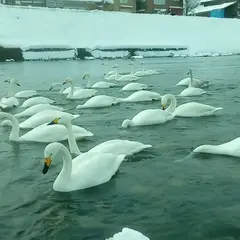 白鳥の郷公苑