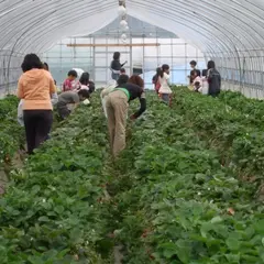 藤戸いちご園