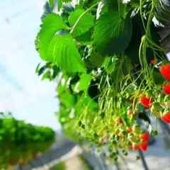 南指原観光いちご園