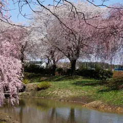 吉野公園