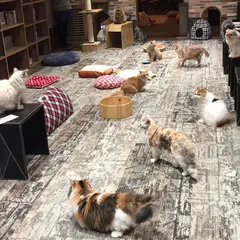きゃりこ 吉祥寺店