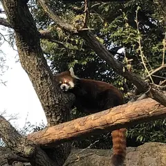 野毛山動物園