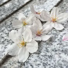 飯田橋サクラテラス