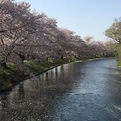 福岡堰さくら公園