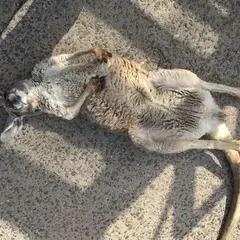 サファリランド
