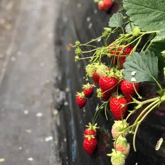 近藤いちご園