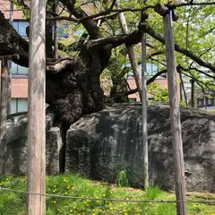 石割桜