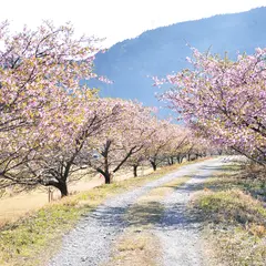 元藤川