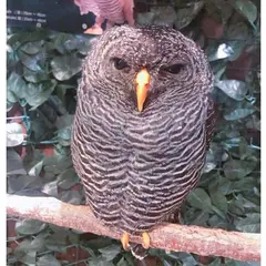 嵐山フクロウとヒョウ猫の森