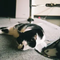 Cat Cafe Miysis 猫カフェ ミーシス