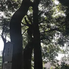 木の葉モール橋本
